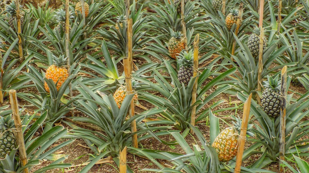 Füstölve érik az azori&nbsp;ananász